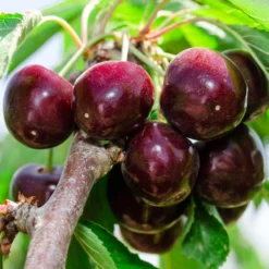 Cherry Pollinator Pack 8 Cherry Pollinator Pack -Deals The Flora Sprout Store Bing Cherry Tree 2 BB