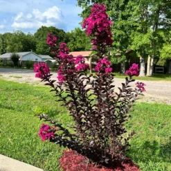 Black Diamond® Crape Myrtle - Mystic Magenta™ -Deals The Flora Sprout Store Black Diamon Magestic magenta Crape Myrtle31