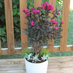 Black Diamond® Crape Myrtle - Mystic Magenta™ -Deals The Flora Sprout Store Black Diamon Magestic magenta Crape Myrtle 1