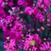 Black Diamond® Crape Myrtle - Mystic Magenta™ -Deals The Flora Sprout Store Black Diamon Magestic magenta Crape Myrtle 600x600 703dbfb4 ff0a 40c3 b862 7837c7afa96a