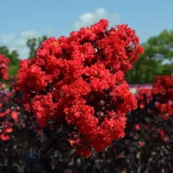 Black Diamond® Crape Myrtle - Best Red™ 9 Black Diamond® Crape Myrtle - Best Red™ -Deals The Flora Sprout Store Black Diamond Crape Myrtle 3 FGT