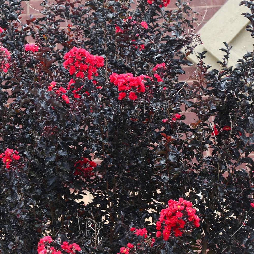 Black Diamond® Crape Myrtle - Best Red™ 7 Black Diamond® Crape Myrtle - Best Red™ - Image 5