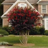 Black Diamond® Crape Myrtle - Best Red™ 2 Black Diamond® Crape Myrtle - Best Red™ -Deals The Flora Sprout Store Black Diamond Crape Myrtle FGT 600x600 ebd6e947 06c8 47e3 8d58 bdd0b8f08ce1
