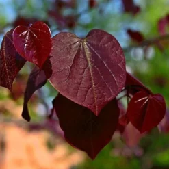 Black Pearl™ Redbud Tree 8 Black Pearl™ Redbud Tree -Deals The Flora Sprout Store Black Pearl Redbud Tree 450 D1