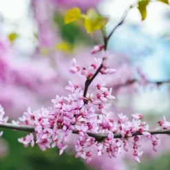 Black Pearl™ Redbud Tree 9 Black Pearl™ Redbud Tree -Deals The Flora Sprout Store Black Pearl Redbud Tree 450 D2