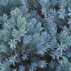 Blue Star Juniper Shrub 9 Blue Star Juniper Shrub -Deals The Flora Sprout Store Blue Star Juniper 2