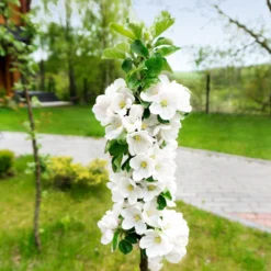 Blushing Delight™ Columnar Apple Tree 10 Blushing Delight™ Columnar Apple Tree -Deals The Flora Sprout Store Blushing Delight Columnar Apple 3