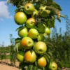 Blushing Delightâ„¢ Columnar Apple Tree 2 Blushing Delightâ„¢ Columnar Apple Tree -Deals The Flora Sprout Store Blushing Delight Columnar Apple 600x600 3a9ea810 0a72 470b 8442 ecc5a8fd152f