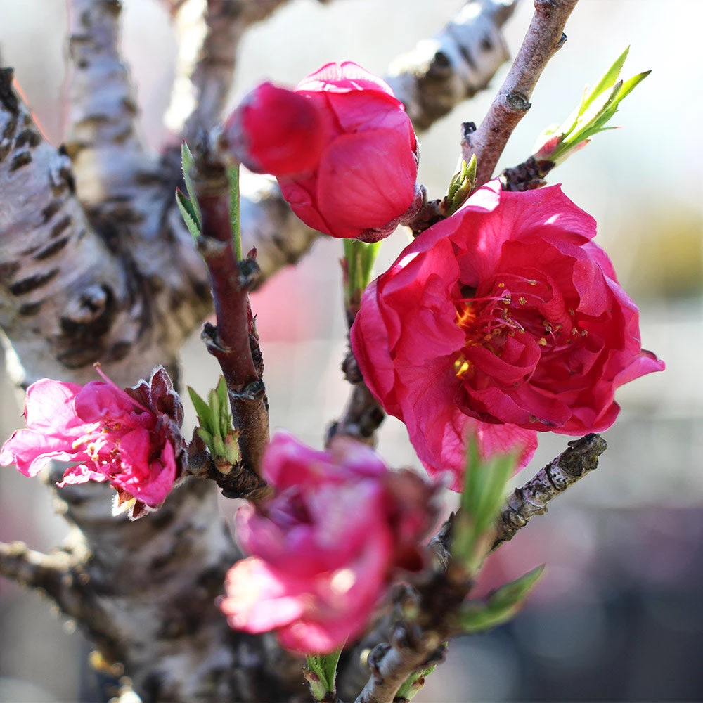 Bonanza Patio Peach Tree 5 Bonanza Patio Peach Tree - Image 3