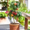 Bonanza Patio Peach Tree 1 Bonanza Patio Peach Tree -Deals The Flora Sprout Store Bonanza Peach tree FGT 600x600 83c19420 6371 443a 8b39 ed964c3d6525