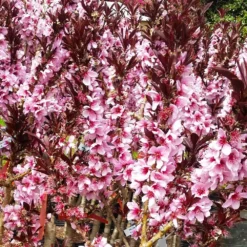 Bonfire Patio Peach Tree -Deals The Flora Sprout Store Bonfire Peach 3 FGT