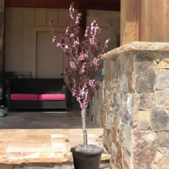 Bonfire Patio Peach Tree -Deals The Flora Sprout Store Bonfire Peach 9