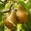 Bosc Pear Tree 1 Bosc Pear Tree -Deals The Flora Sprout Store Bosc pears 600x600 FGT f3cdc24f 4ee7 4db4 8f17 fc904cf59cd5