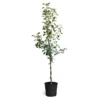 Braeburn & Gala Twisted Apple Tree 2 Braeburn & Gala Twisted Apple Tree -Deals The Flora Sprout Store Braeburn Gala Twisted Apple Tree 600x600 68b45608 86c4 45df a88d 1630d60d164f