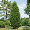 Brodie Eastern Red Cedar Tree 1 Brodie Eastern Red Cedar Tree -Deals The Flora Sprout Store Broadie Eastern Red Cedar FGT 600x600 ebc0e218 8a8b 4127 a8e6 f6b95e60613a