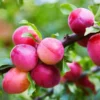 Bubblegum 'Toka' Plum Tree 2 Bubblegum 'Toka' Plum Tree -Deals The Flora Sprout Store Bubblegum Toka Plum 600x600 3fd2eab2 a788 4765 814b 781f19339254
