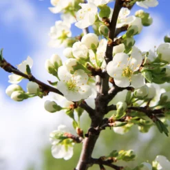 Burgundy Plum Tree 9 Burgundy Plum Tree -Deals The Flora Sprout Store Burgundy Plum 4