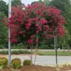 Cherokee Crape Myrtle -Deals The Flora Sprout Store CHEROKEE CRAPE MYRTLE 350 THUMBNAIL FGT