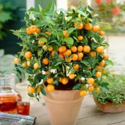 Calamondin Bush 9 Calamondin Bush -Deals The Flora Sprout Store Calamondin Bush 1