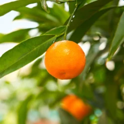 California Honey Mandarin Tree 9 California Honey Mandarin Tree -Deals The Flora Sprout Store California Mandarin 3