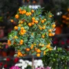 California Honey Mandarin Tree -Deals The Flora Sprout Store California Mandarin FGT 600x600 916c5935 1e01 4487 a634 987a74a0da2b