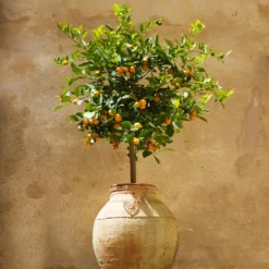 Calamondin Tree 9 Calamondin Tree -Deals The Flora Sprout Store Calomondin 1 FGT