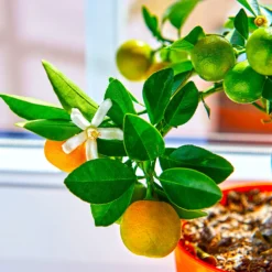 Calamondin Tree 11 Calamondin Tree -Deals The Flora Sprout Store Calomondin 5