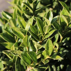 Carissa Holly -Deals The Flora Sprout Store Carissa Holly 2