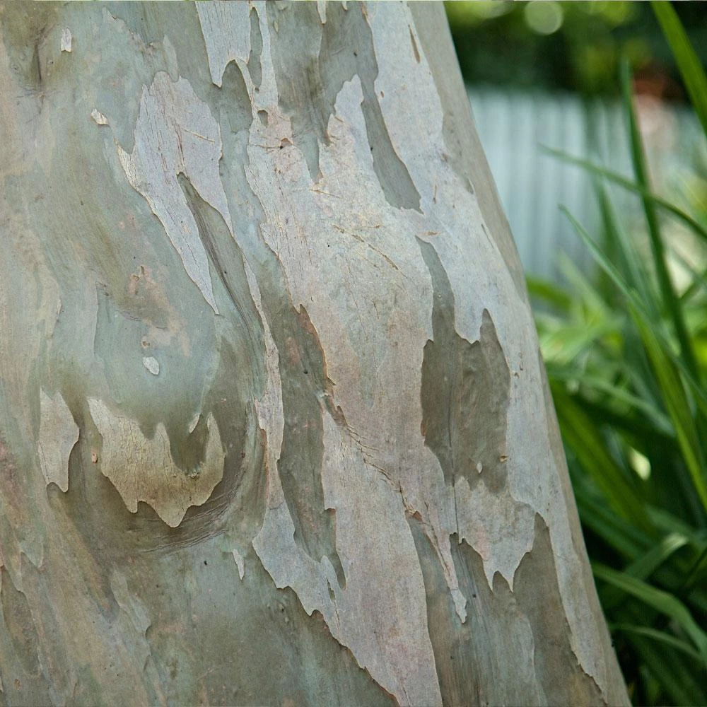 Catawba Crape Myrtle Tree 7 Catawba Crape Myrtle Tree - Image 5