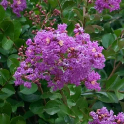 Catawba Crape Myrtle Tree 10 Catawba Crape Myrtle Tree -Deals The Flora Sprout Store Catawba Crape Myrtle 1 FGT