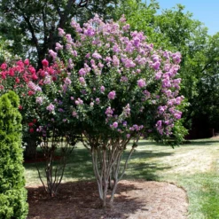 Catawba Crape Myrtle Tree 9 Catawba Crape Myrtle Tree -Deals The Flora Sprout Store Catawba Crape Myrtle 4 FGT