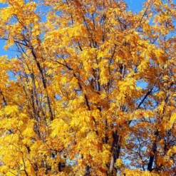 Chandler Walnut Tree 10 Chandler Walnut Tree -Deals The Flora Sprout Store Chandler Walnut 1