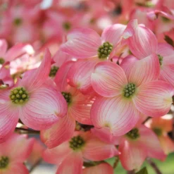 Cherokee Brave Dogwood -Deals The Flora Sprout Store Cherokee Brave Dogwood 3 FGT