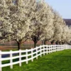 Cleveland Pear Tree -Deals The Flora Sprout Store Cleveland Pear 600x600 FGT