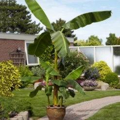 Cold Hardy Banana Tree 13 Cold Hardy Banana Tree -Deals The Flora Sprout Store Cold Hardy Banana Tree 1