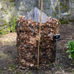 Cold Hardy Banana Tree 15 Cold Hardy Banana Tree -Deals The Flora Sprout Store Cold Hardy Banana Tree FGT 3