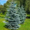 Colorado Blue Spruce Tree 1 Colorado Blue Spruce Tree -Deals The Flora Sprout Store Colorado BLue Spruce 600x600 FGT