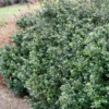 Compacta Japanese Holly Shrub -Deals The Flora Sprout Store Compacta Holly 600x600 e05b0316 28ef 4fcf 94c4 5087edca450f