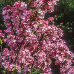 Coralburst® Crabapple 7 Coralburst® Crabapple -Deals The Flora Sprout Store Coralbust Crabapple 1