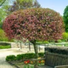 Coralburst® Crabapple -Deals The Flora Sprout Store Coralbust Crabapple 600x600 702b7c92 3bbe 4840 a2aa e218de65b3bb