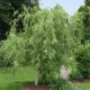 Corkscrew Willow Tree 2 Corkscrew Willow Tree -Deals The Flora Sprout Store Corkscrew Willow FGT 600x600 98e00d96 a189 43b0 87e6 dd2ecee62aac
