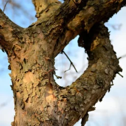Cornelian Cherry Dogwood Tree 15 Cornelian Cherry Dogwood Tree -Deals The Flora Sprout Store Cornelian Cherry Dogwood