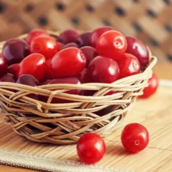 Cornelian Cherry Dogwood Tree 12 Cornelian Cherry Dogwood Tree -Deals The Flora Sprout Store Cornelian Cherry Dogwood 1 FGT