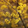 Cornelian Cherry Dogwood Tree -Deals The Flora Sprout Store Cornelian Cherry Dogwood FGT 600x600 6b996199 182b 46aa b9c0 de82f26a48b7