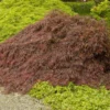 Crimson Queen Japanese Maple 1 Crimson Queen Japanese Maple -Deals The Flora Sprout Store Crimson Queen Japanese Maple 600x600 dc66bb60 ab31 44c4 a83f 883484bc6db2