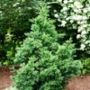 Black Dragon Cryptomeria -Deals The Flora Sprout Store Cryptomeria Black Dragon FGT 600x600 9cd5898a a453 4463 8500 45fbd2c94a22