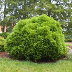 Cryptomeria 'Globosa Nana' Shrub 12 Cryptomeria 'Globosa Nana' Shrub -Deals The Flora Sprout Store Cryptomeria Radicans 3