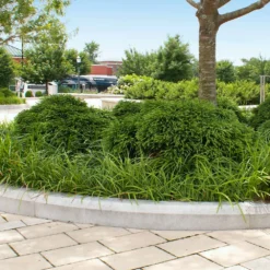 Cryptomeria 'Globosa Nana' Shrub 13 Cryptomeria 'Globosa Nana' Shrub -Deals The Flora Sprout Store Cryptomeria Radicans 5 1b1b9abd 7f86 4bef bc80 cb1e72effa46