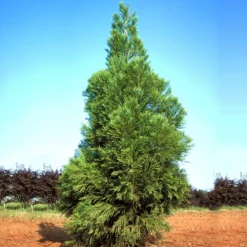 Yoshino Japanese Cedar 8 Yoshino Japanese Cedar -Deals The Flora Sprout Store Cryptomeria Yoshino 1
