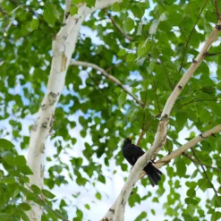 Dakota Pinnacle Birch Tree 9 Dakota Pinnacle Birch Tree -Deals The Flora Sprout Store Dakota Pinnacle Birch 5